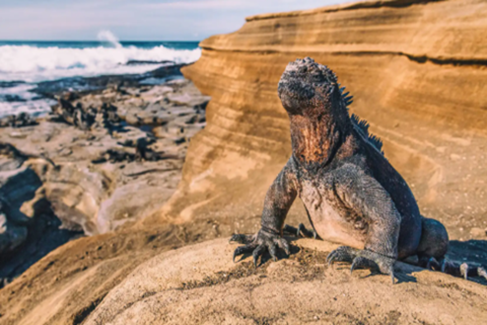 Ekvador Galapagos Kolombiya Turu 08 Kasım 2025