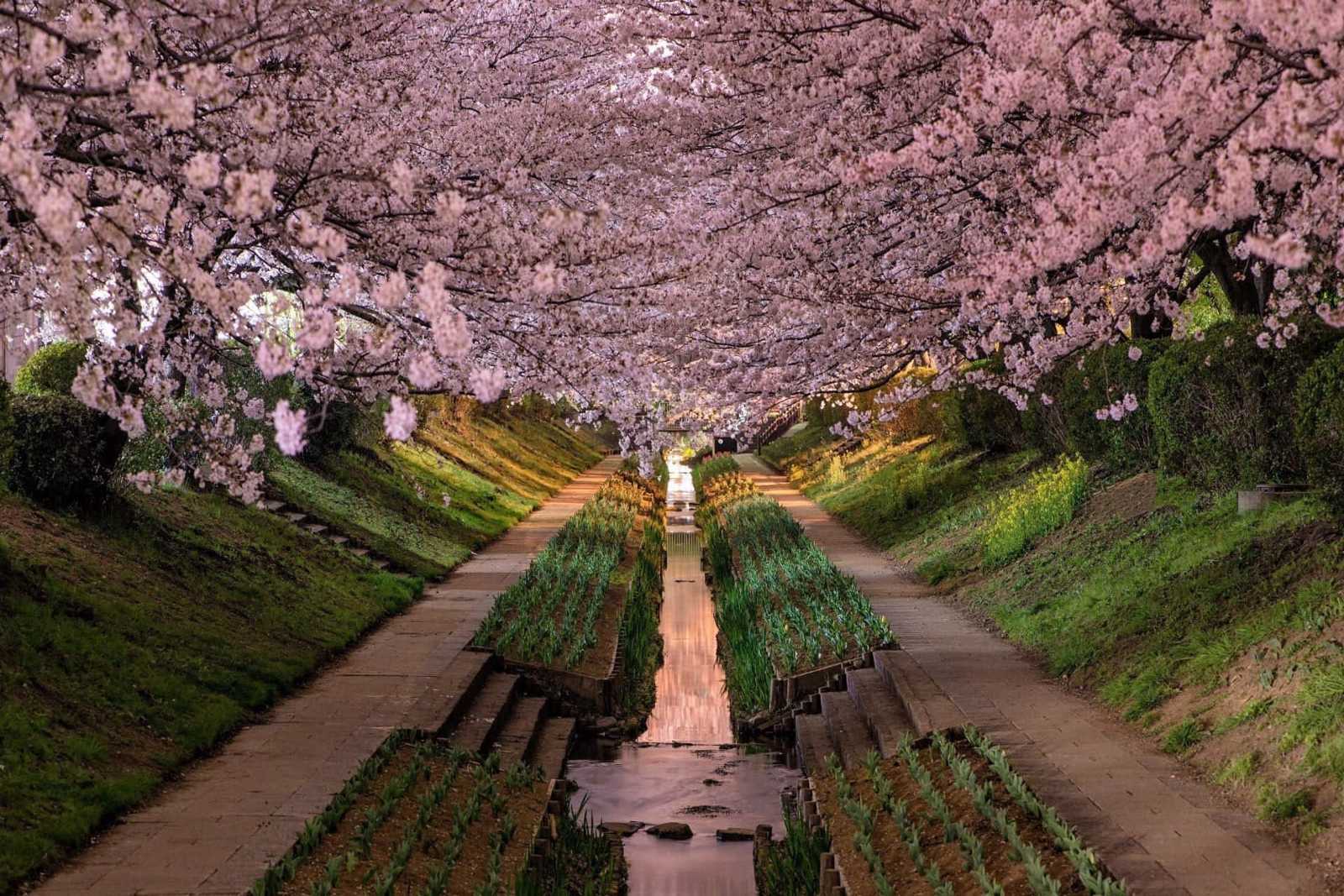 Japonya ve Çin Turu 